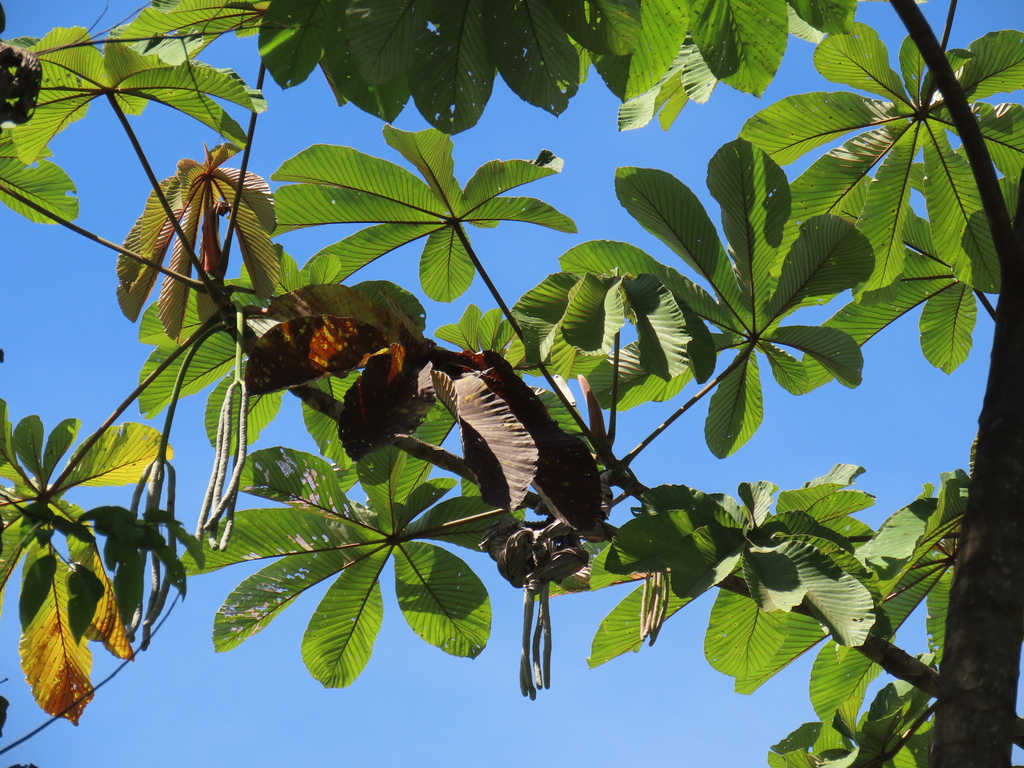 Cecropia engleriana