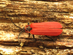 Dictyoptera aurora