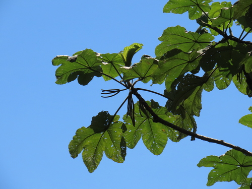 Cecropia marginalis