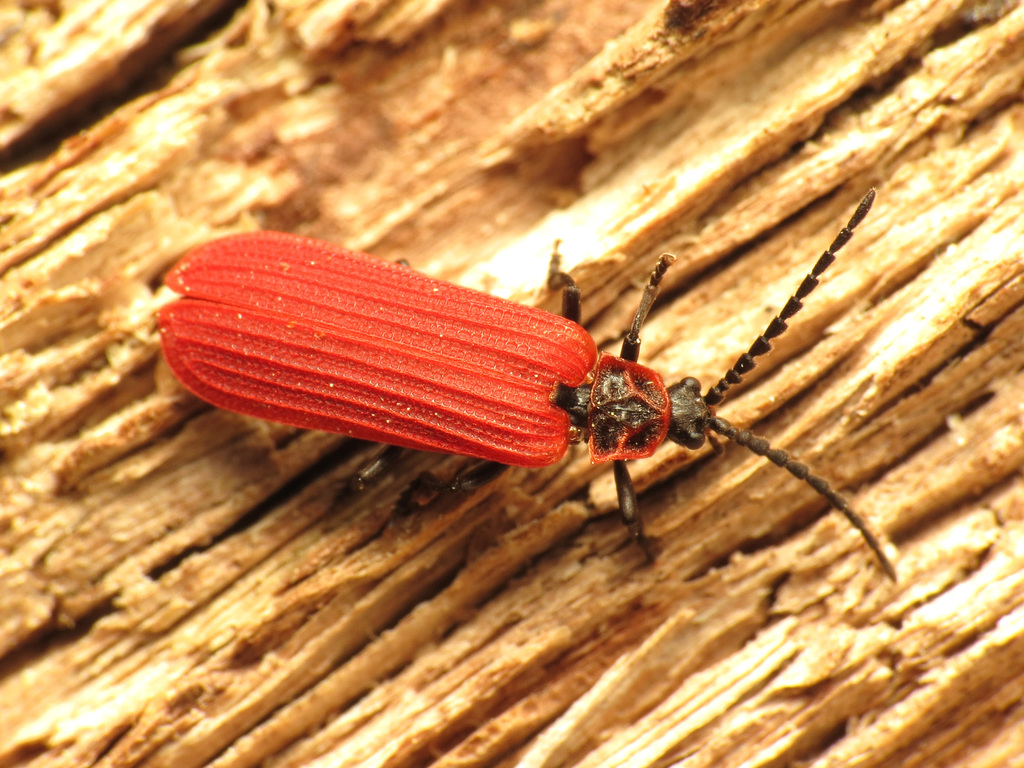 Dictyoptera