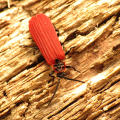 Dictyoptera aurora