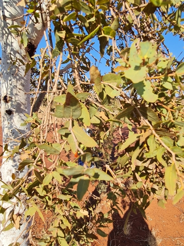 desert ghost gum (Corymbia candida)
