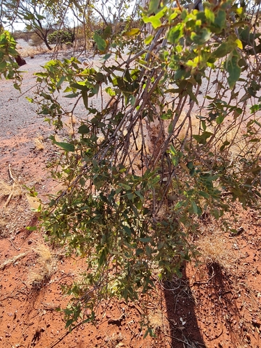 Image of Corymbia candida by (c) Belinda Forbes, some rights reserved (CC BY)