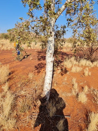 Image of Corymbia candida by (c) Belinda Forbes, some rights reserved (CC BY)