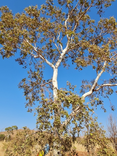 Image of Corymbia candida by (c) Belinda Forbes, some rights reserved (CC BY)