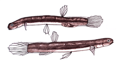 Salmanderfish photo 3