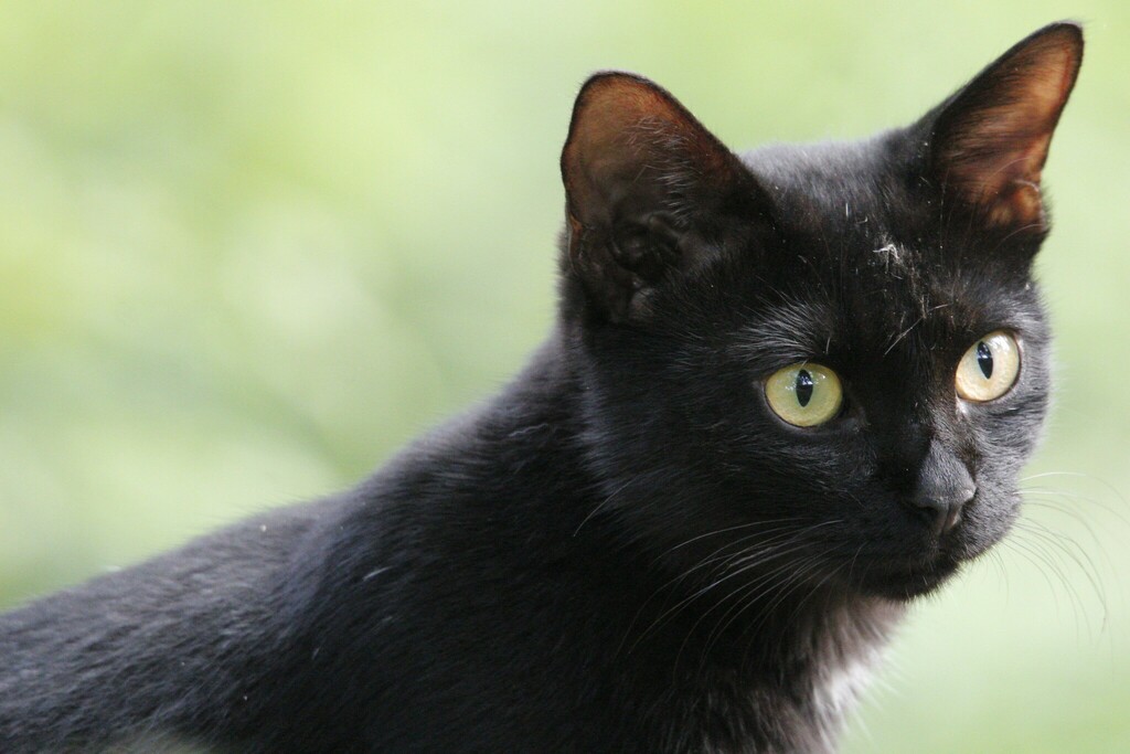 Domestic Cat from Sterling Anaikatti, Vadakottathara, Palakkad Dist ...