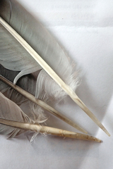 Hemiphaga chathamensis