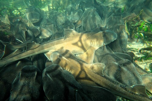 Port Jackson shark photographed at South Australia, AU