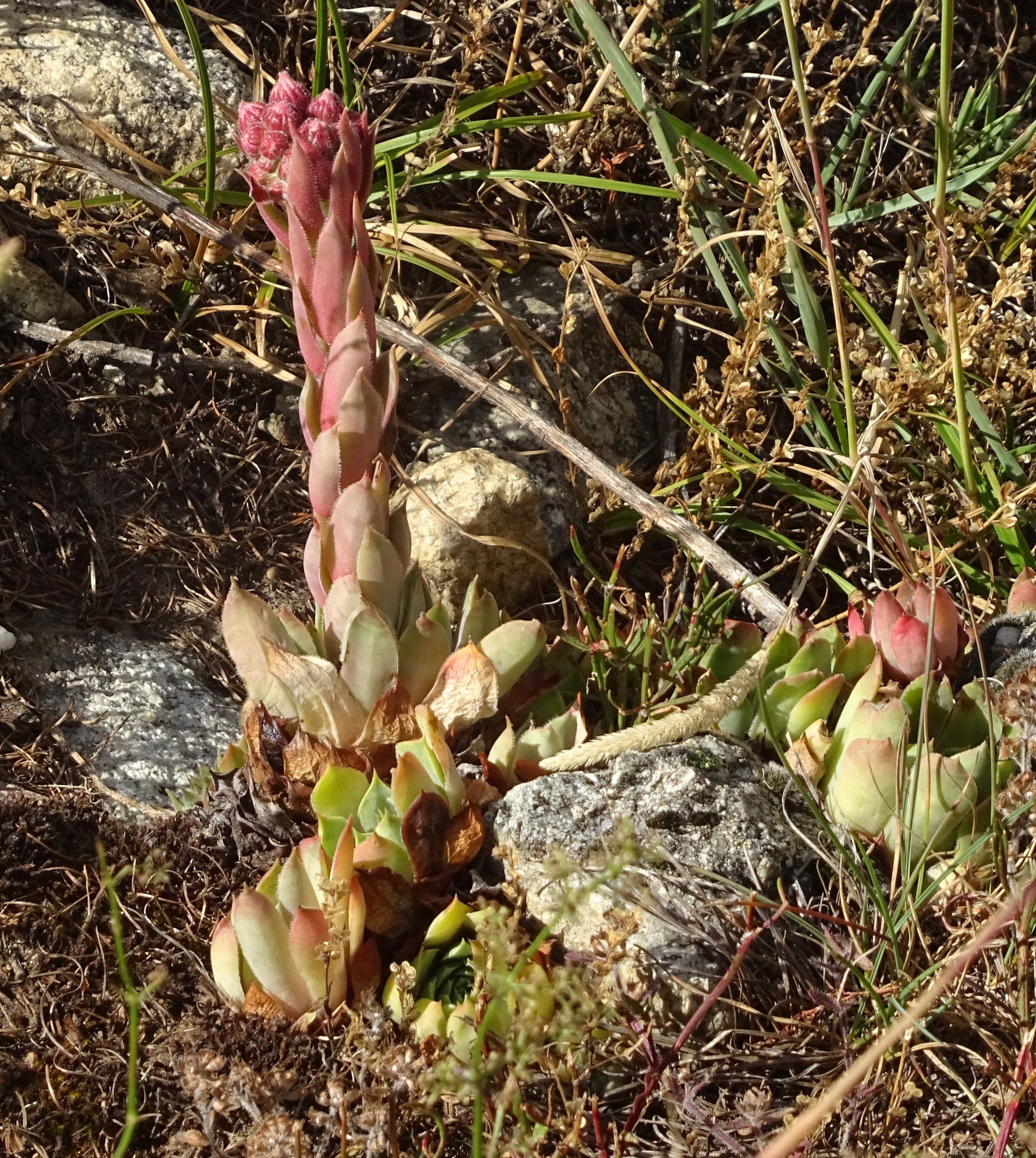 Sempervivum 'Mars' 3