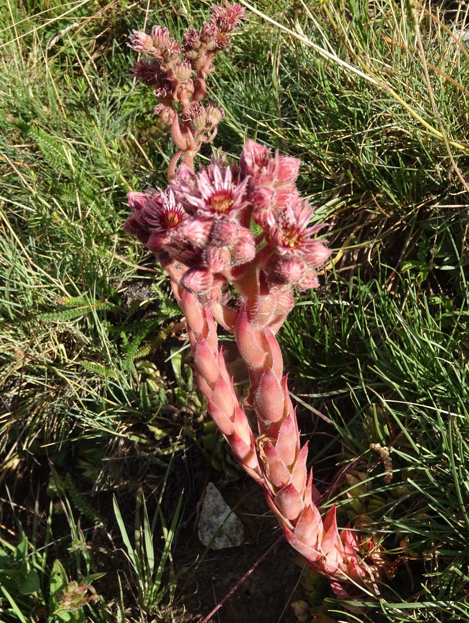 Sempervivum 'Sirius' 3