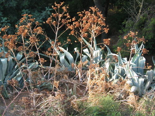 Image of Ferula glauca by (c) Flora_DUMO, some rights reserved (CC BY)