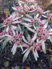 Euphorbia radians