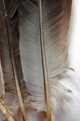 Hemiphaga chathamensis