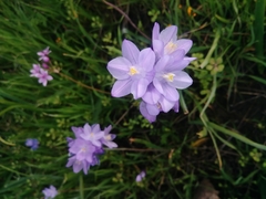 Dipterostemon capitatus