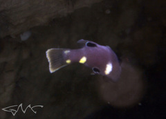 Foxfish photo 4