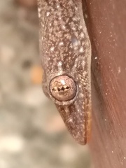Stejneger's Leaftoed Gecko photo 2
