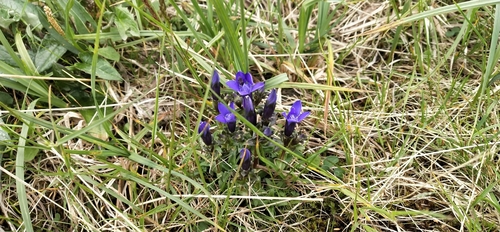 Gentiana jamesii iNat (2)