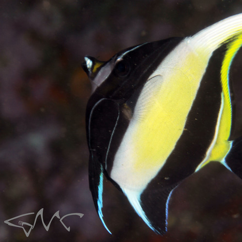 Moorish Idol