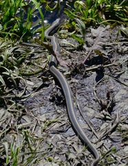 Thamnophis atratus