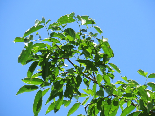 Platymiscium pinnatum - Leaves