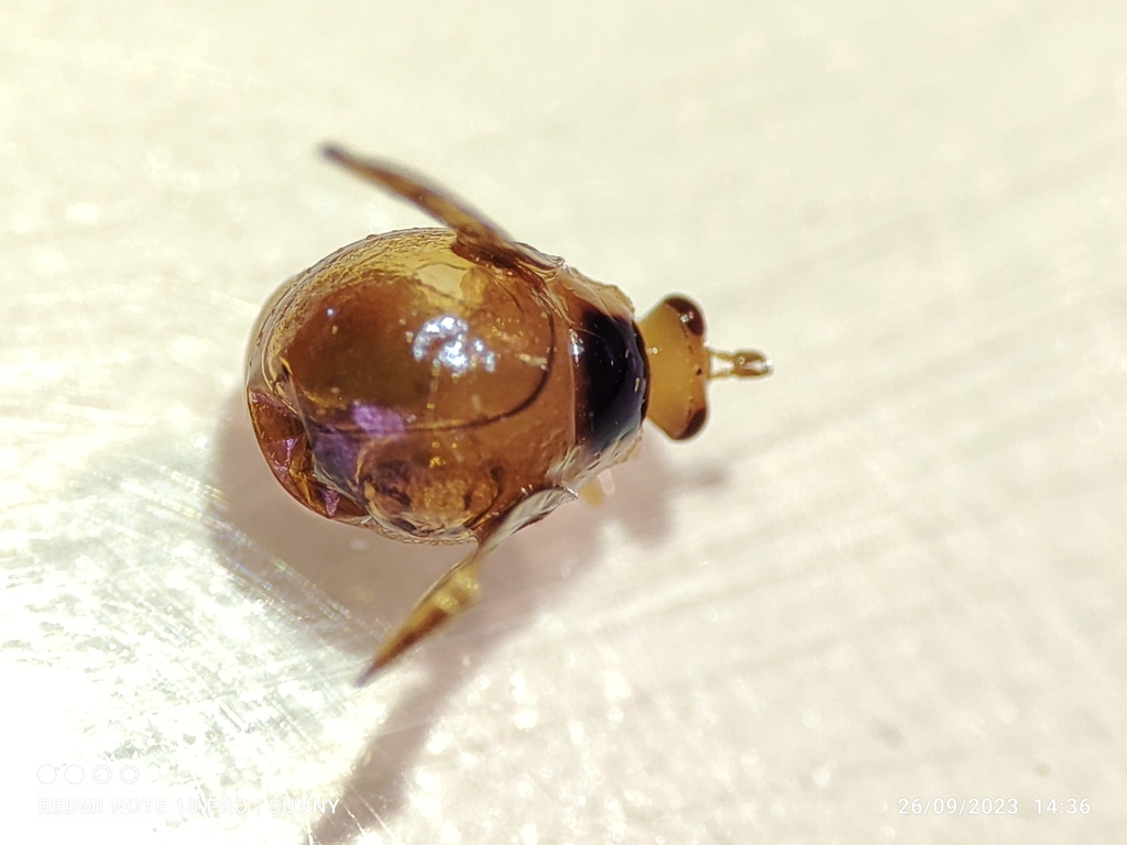 Celyphus signatus