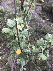 Malacothamnus fasciculatus nuttallii