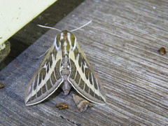 Hyles livornicoides