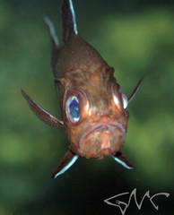 Trachichthys australis