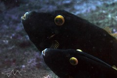 Eubalichthys bucephalus