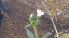 Cerastium texanum