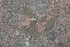 Physconia enteroxantha