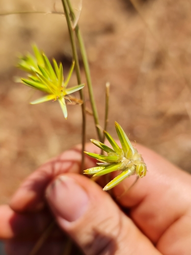 Image of Ptilotus gaudichaudii by (c) Belinda Forbes, some rights reserved (CC BY)