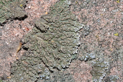 Physconia enteroxantha