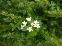 Pyracantha koidzumii