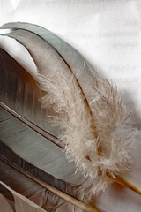 Hemiphaga chathamensis