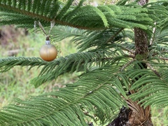 Araucaria heterophylla
