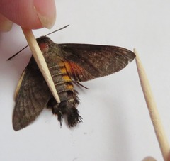 Macroglossum vacillans