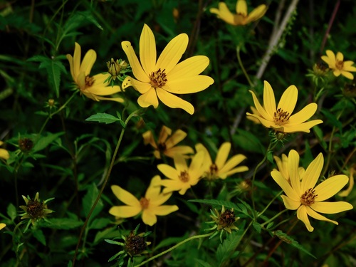 Image of Bidens polylepis by (c) Michael J. Papay, some rights reserved (CC BY)