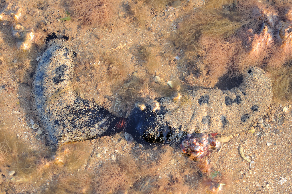 Lollyfish Sea Cucumber from Port Hedland on September 17, 2023 at 06:56 ...