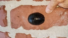 Kinosternon steindachneri