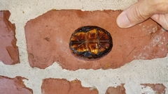 Kinosternon steindachneri