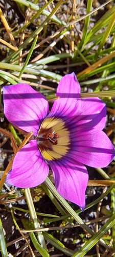 Romulea komsbergensis
