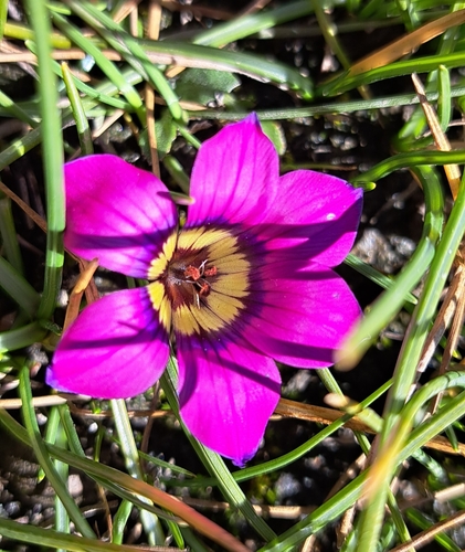 Romulea komsbergensis