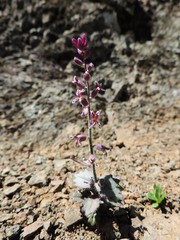 Streptanthus hispidus