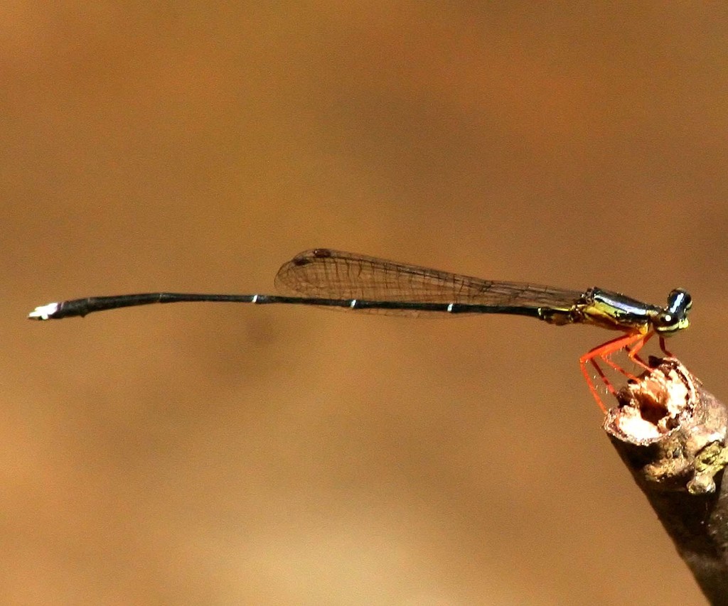 Blue Bush Dart