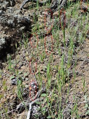 Streptanthus hispidus