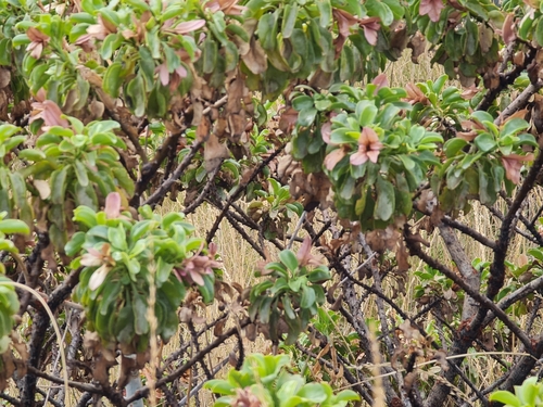 Image of Burra (Eremophila fraseri) by (c) Belinda Forbes, some rights reserved (CC BY)