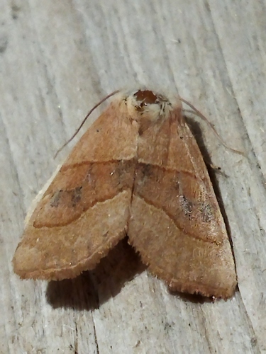 Centre-barred Sallow photo 2