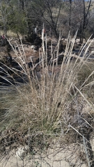 Muhlenbergia emersleyi